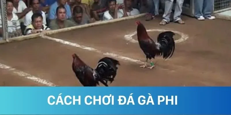 Tìm hiểu chi tiết cách chơi đá gà Phi Tìm hiểu chi tiết cách chơi đá gà Phi
