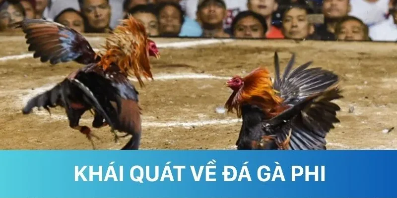 Khái quát đôi nét về loại hình đá gà Phi Khái quát đôi nét về loại hình đá gà Phi